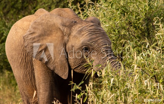 Picture of Elephant feeding